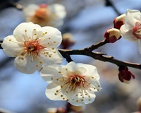 매화 수정요청.png